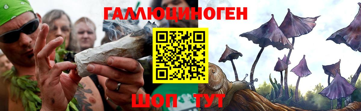 Кингисепп  Псилоцибиновые грибы Magic Shrooms  Вход с VPN  Псилоцибиновые грибы Psilocybe 